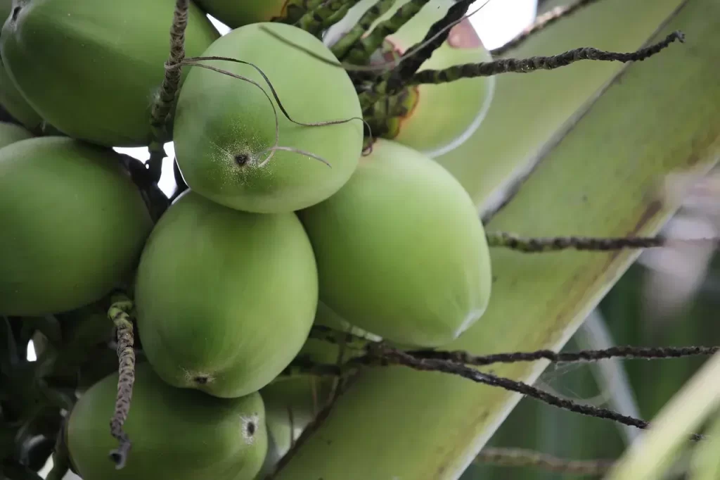 What is Glycemic Index of coconut, coconut tree, thailand-3024332.jpg