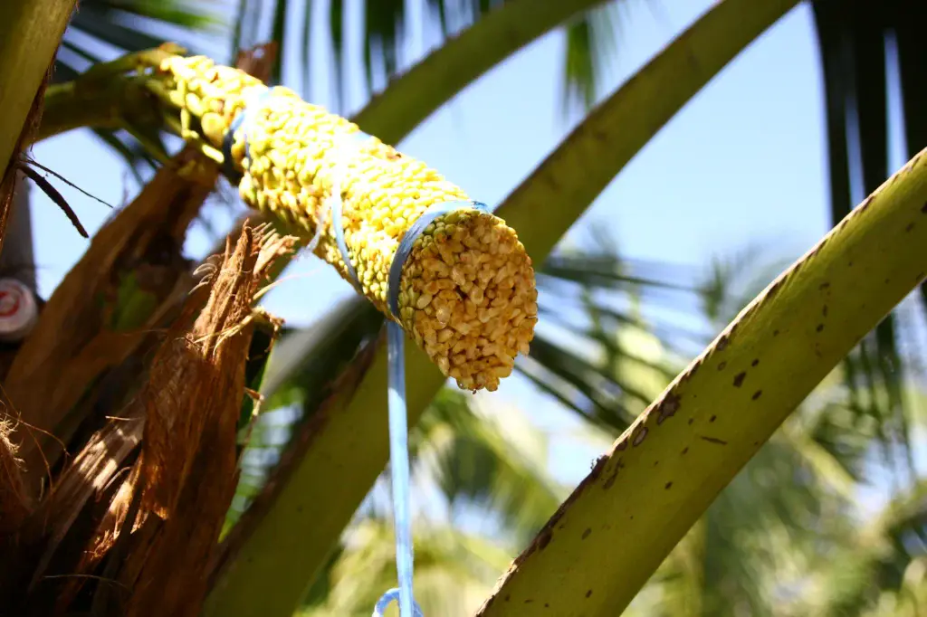 What Is Coconut Sap? Everything You Need to Know 4 How Coconut Sap Is Harvested