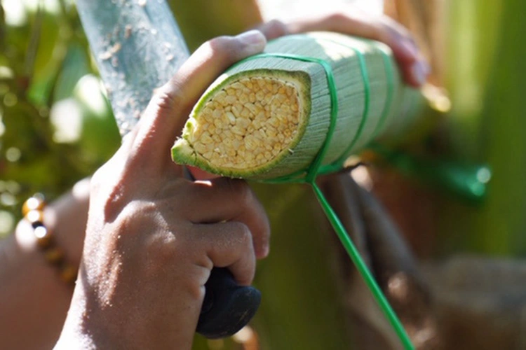 What Is Coconut Sap? Everything You Need to Know 3 Where Does Coconut Sap Come From?
