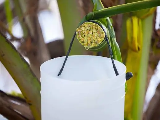 What Is Coconut Sap? Everything You Need to Know 2 What Is Coconut Sap