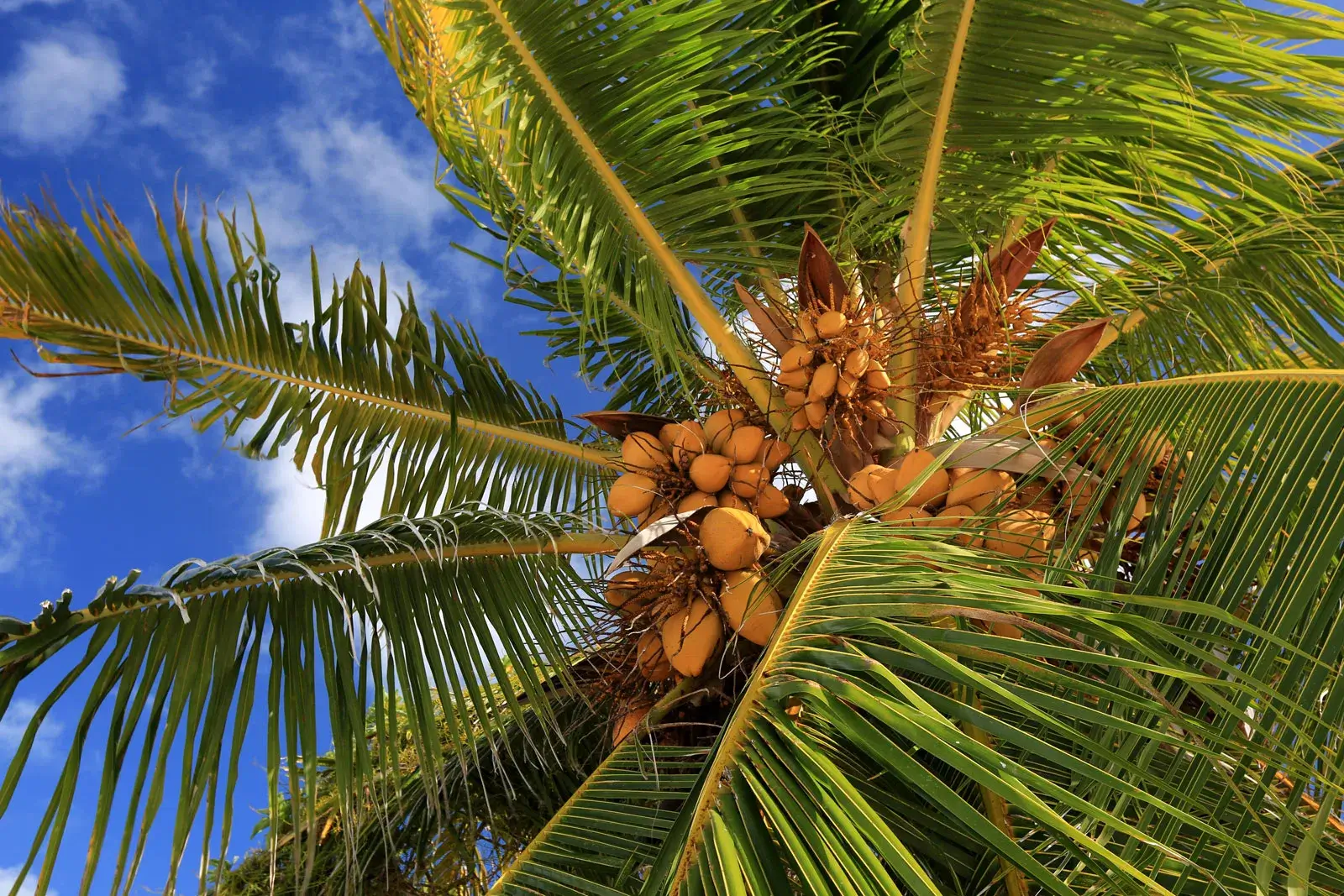 cocos nucifera