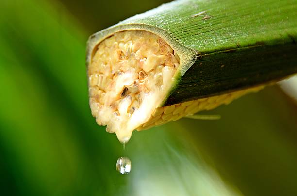 What Is Coconut Sap? Everything You Need to Know 1 What Is Coconut Sap
