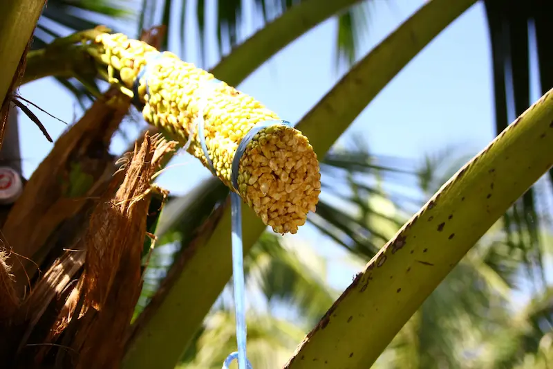 Coconut Nectar Substitute