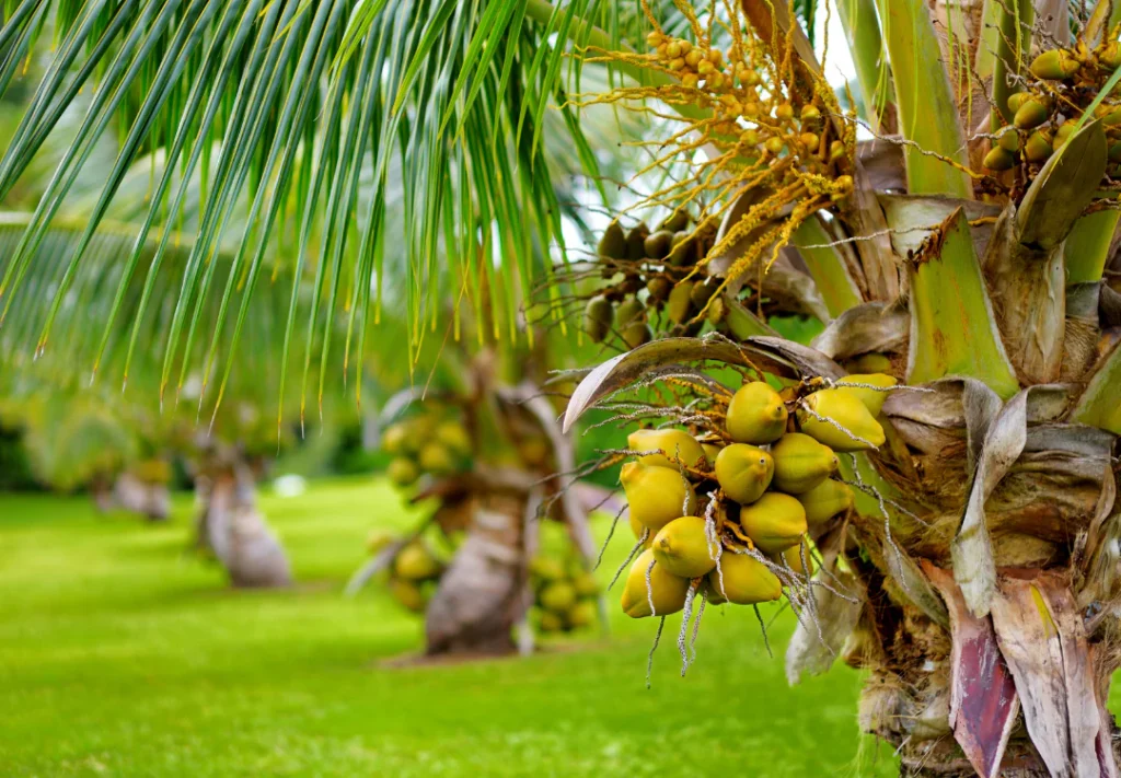The Environmental Impact of Coconut Nectar Production 20 coconut nectar, tree, table, coconut sugar, Coconut nectar, environmental, production, coconut sugar