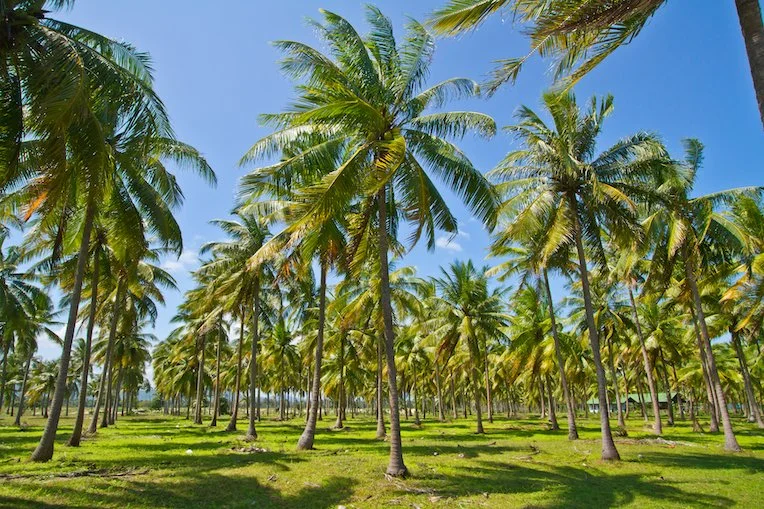 Coconut Milk Production 2025: Powerful Environmental Pros and Cons 2 environmental, coconut milk, production, milk