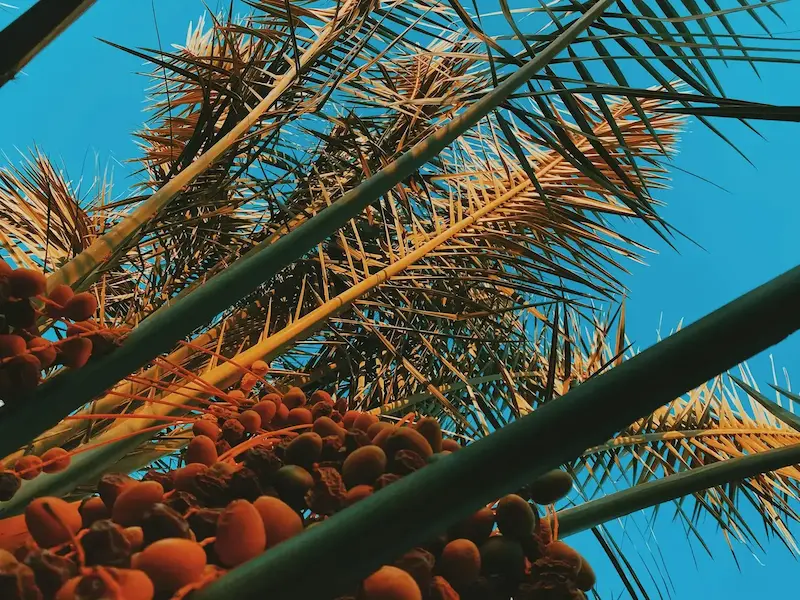 Palm Sugar vs Coconut Sugar: Are They Really the Same? 1 palm sugar vs coconut sugar