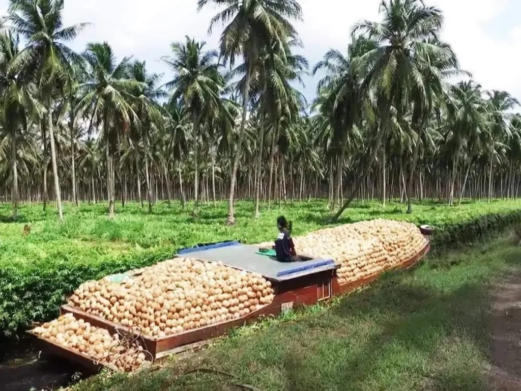 How Is Coconut Sugar Pricing Determined? 8 Factors Every Buyer Should Know 2 coconut sugar farm indonesia