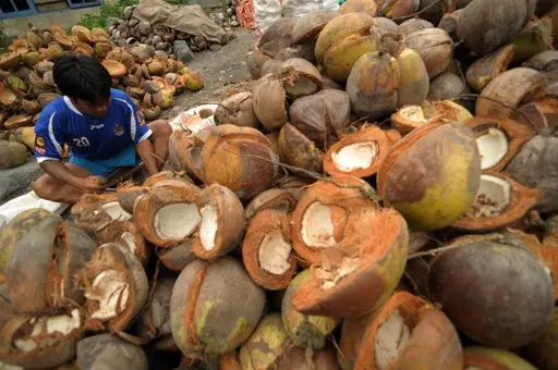 largest coconut sugar producer Global Coco Sugar