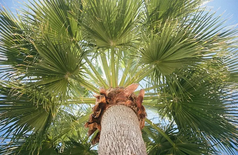 Palm Sugar vs Coconut Sugar: Are They Really the Same? 2 palm sugar tree