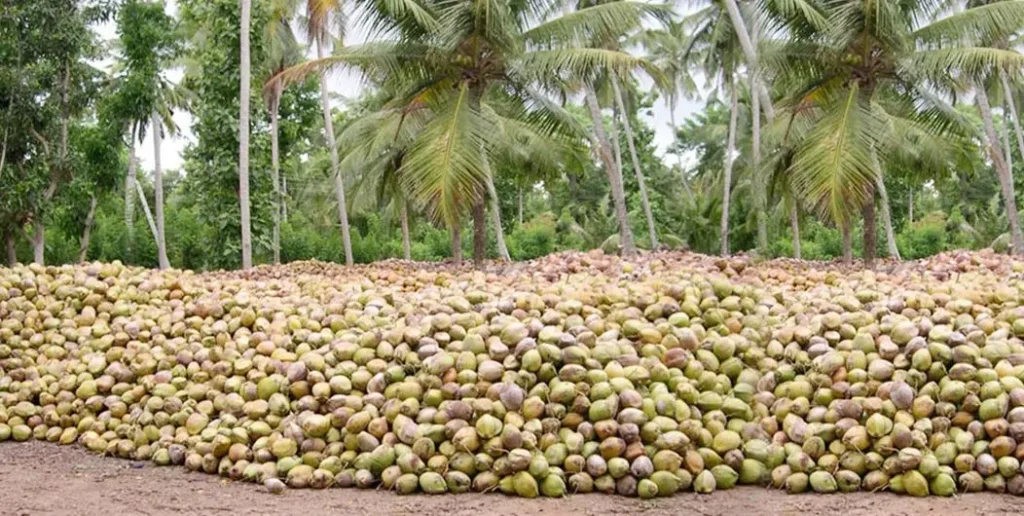 sri lanka coconut sugar